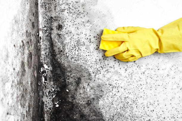 Best Mold Odor Removal Services  in Arnold, CA