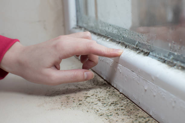 Best Post-Construction Mold Inspection  in Arnold, CA