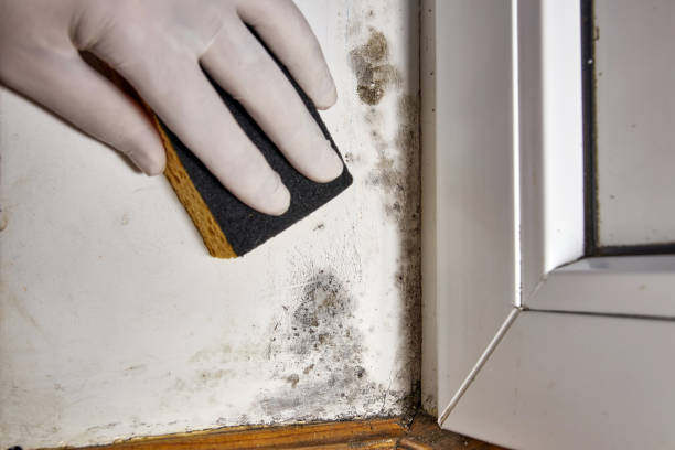 Best Mold-Related Health Consultation  in Arnold, CA